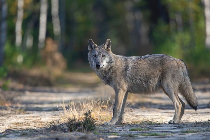 Wolf (Canis lupus) - Foto: NABU/Kathleen Gerber