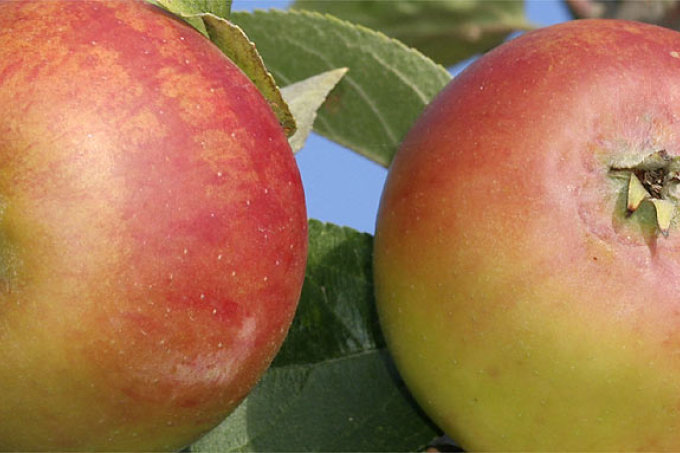 Äpfel der Sorte „Winter-Goldparmäne“ – Foto: Helge May
