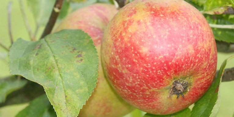 Äpfel der Sorte „Adams Parmäne“ (= Norfolk Pippin) – Foto: Helge May
