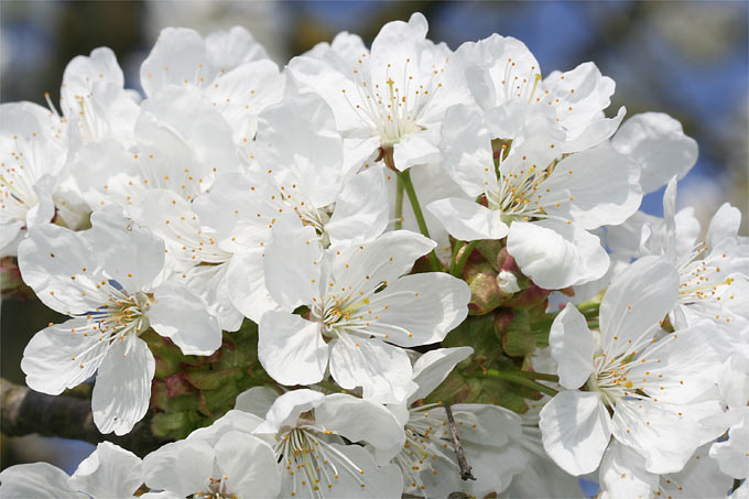 Kirschblüten - Foto: Helge May