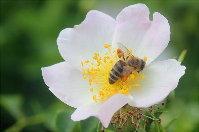 Heckenrose mit Honigbiene - Foto: Helge May