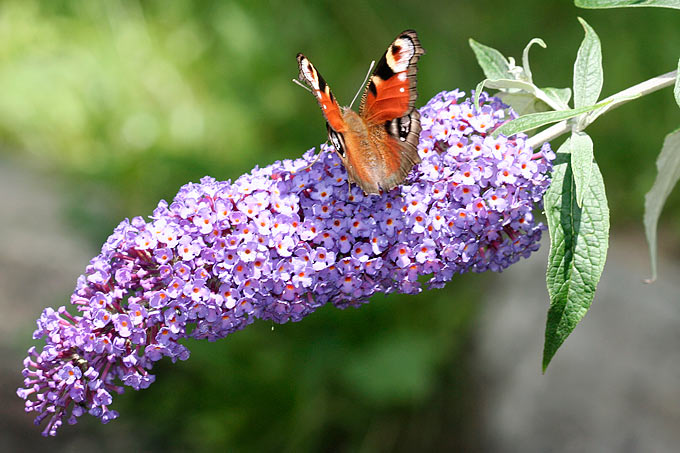 Schmetterlingsflieder/Sommerflieder (Buddleia davidii) mit Tagpfauenauge – Foto: Helge May