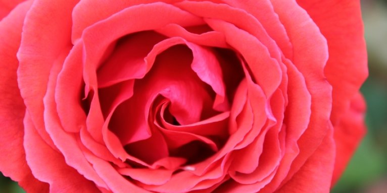 Rote Rose - Bild: NABU Bremen