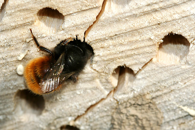 Gehörnte Mauerbiene an Nistholz - Foto: Helge May