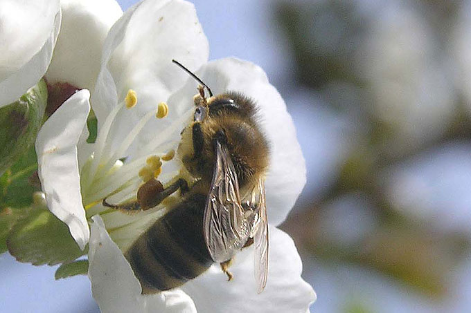 Honigbiene - Foto: Dr. Matthias Nuß