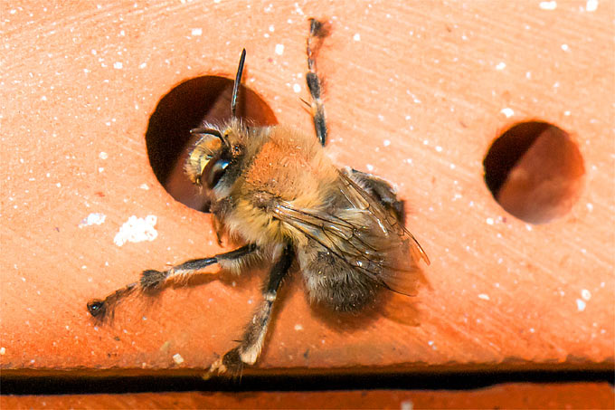 Frühlings-Pelzbiene nutzt Strangfalzziegel zur Übernachtung - Foto: Martin Herbst