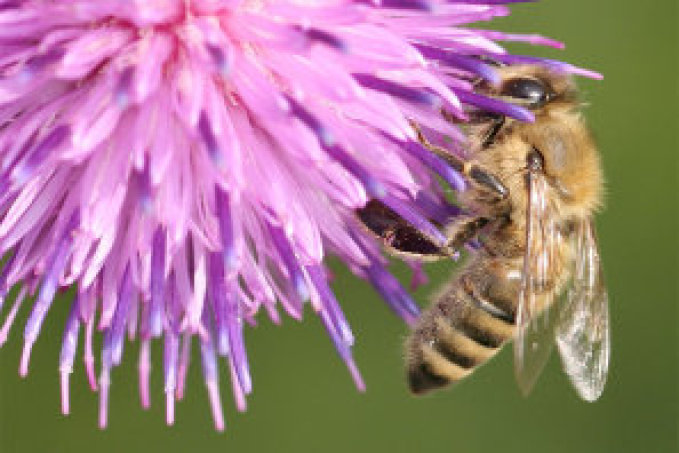 Honigbiene an Distel - Foto: Helge May
