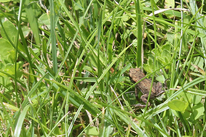 Jungkröte im Gras - Foto: Helge May