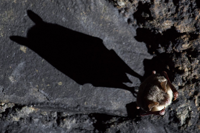 Großes Mausohr wirft Schatten - Foto: Christian Stein