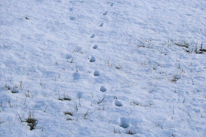 Fuchsspur im Schnee - Foto: Stefan Bosch