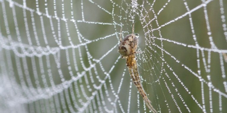 Spinne im Herbst - Foto: Petra Ludwig-Sidow