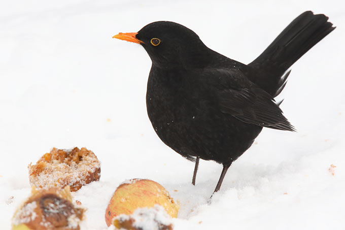 Amsel an Futterstelle - Foto: Frank Derer