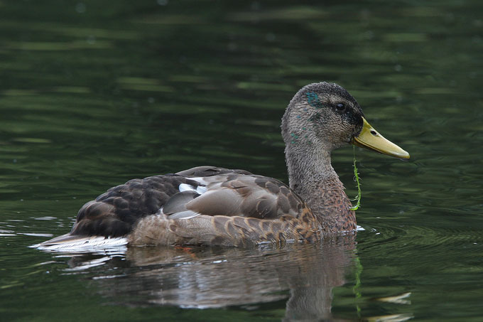 Stockente in der Mauser - Foto: Christoph Moning