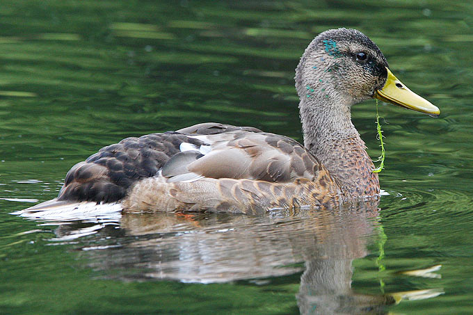 Stockente in der Mauser - Foto: Christoph Moning