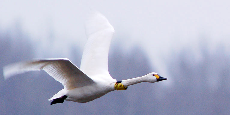 Zwergschwan mit GPS-Logger - Foto: Heike Jeromin