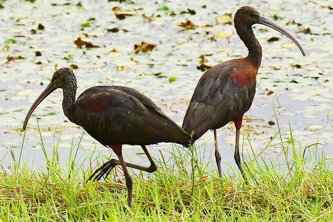 Alter und junger Sichler - Foto: Alexander Wirth/www.naturgucker.de