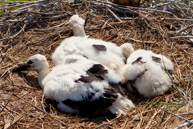 Weißstorchnachwuchs im Nest - Foto: NABU/Felix Paulin