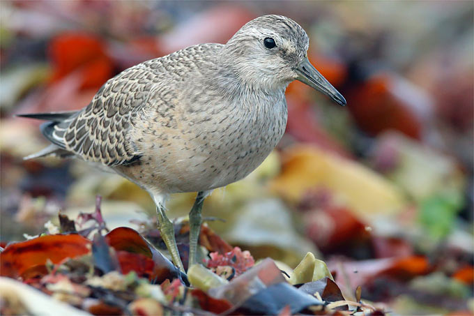 Knutt - Foto: Frank Derer