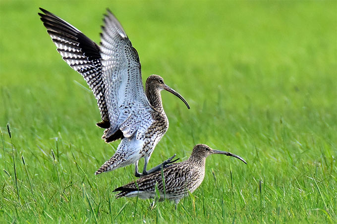 Paarung des Großen Brachvogels - Foto: Olaf Kerber