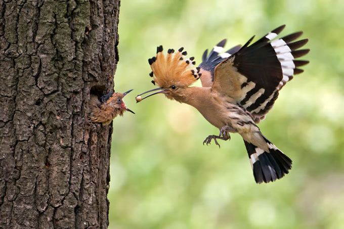 Wiedehopf füttert Jungvogel mit Eidechseneiern - Foto: Thomas Hinsche