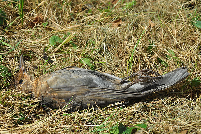 Amsel mit Usutu-Verdacht - Foto: NABU/Stefan Bosch