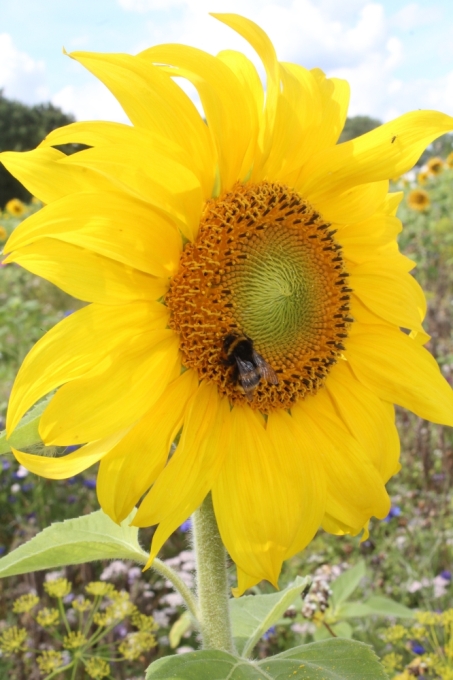 Erhummel auf Sonnenblume - Bild: NABU Bremen