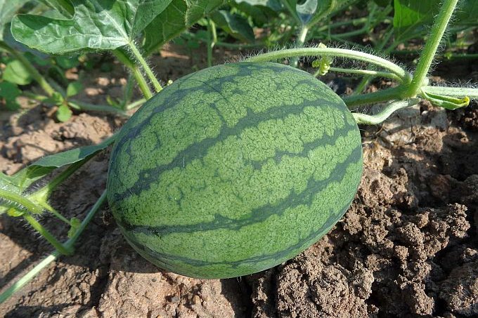 Wassermelonen Pflanze - Bild: P. Kaset/pixabay