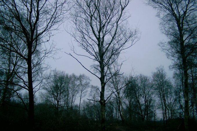 Baum am Abend    Foto: NABU Bremen