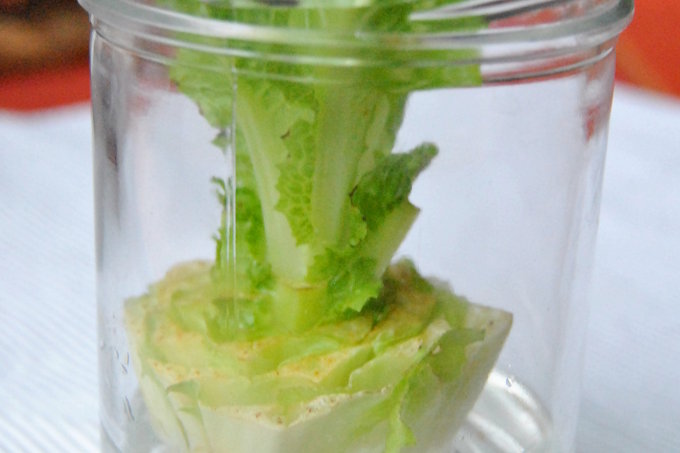 Salat Re-Growing - Foto: NABU/ D. Meier