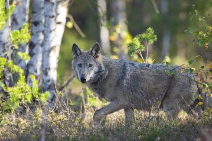 Wolf im Wald - Foto: NABU/Kathleen Gerber