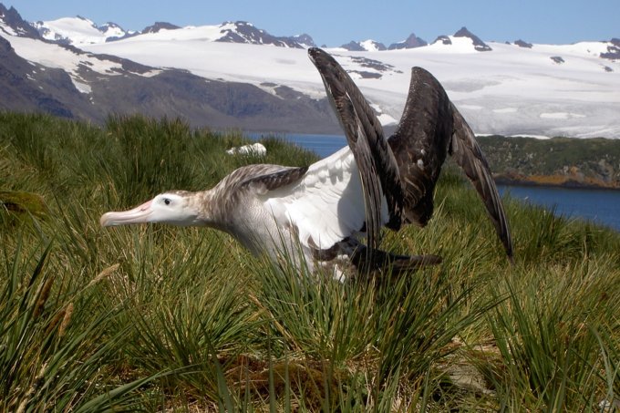 Wanderalbatross auf den Falklandinseln - Foto: Michaela Mayer
