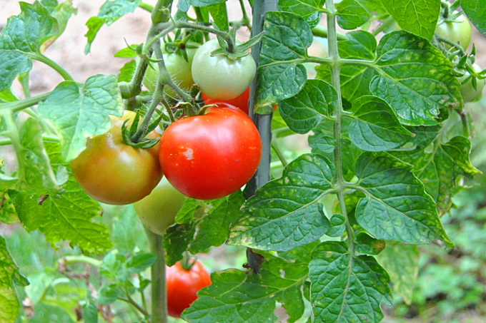 Tomaten in Topfkultur
