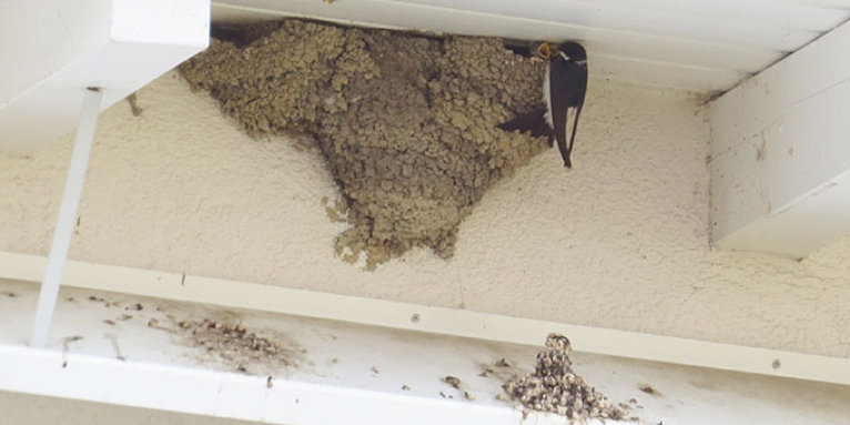 Unter Mehlschwalbennestern brachte der NABU zum Schutz vor der Verschmutzung der Hausfassade Kotbretter aus Metall an - Foto: Karsten Peterlein