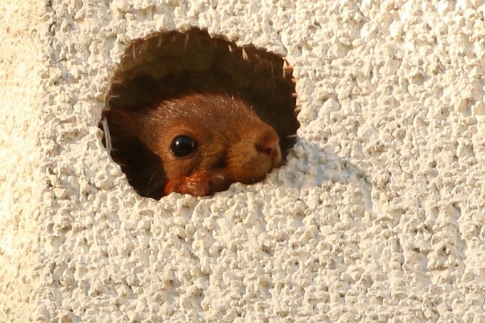 Eichhörnchen in Hausfassade - Foto: NABU/Carsten Pusch