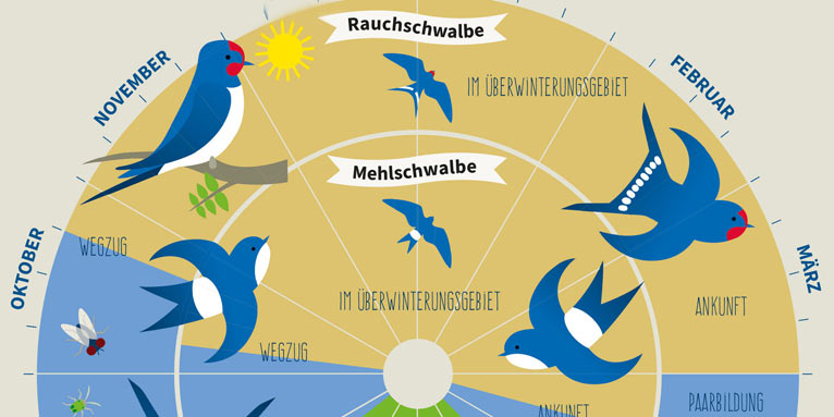 Das Schwalbenjahr auf einem Blick - Grafik: NABU/stockmarpluswalter.de